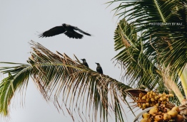 Kaalhu, or house crows, in Fuvahmulah. PHOTO/AISHATH NAJ