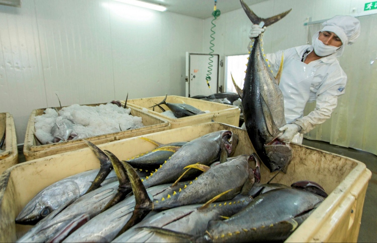 އެންސިސްގެ 20 މިލިއަން ޑޮލަރުގެ ފެކްޓަރީ ނިމެނީ