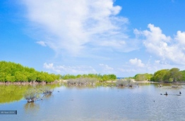 The biodiversity rich mangrove swamp of HDh. Kulhudhuffushi. PHOTO/ MI HAAZ