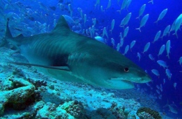 Tiger Shark - considered one of the best assets of Fuvahmulah's dive sites. PHOTO/FUVAHMULAH DIVE