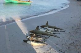 Dead sharks, which were caught in a fishing net, laid out on the beach of A.A. Ukulhas. PHOTO/ANONYMOUS