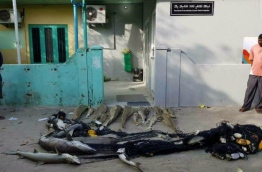 Dead sharks caught in a fishing net in A.A. Ukulhas, laid out in front of the island's council office. PHOTO/ANONYMOUS