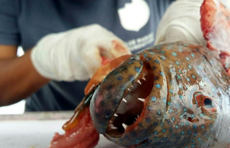 ކޮށީގައި އާލާކޮށްފައިވާ ފާނަ ނީލަމުގައި ވިއްކަނީ