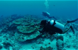 Shaa, during one of her dive expeditions.