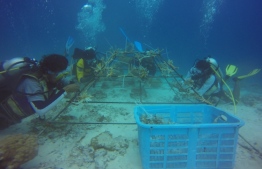 Plantation of corals in the Shaviyani Atoll Lhaigamu reef by local youths