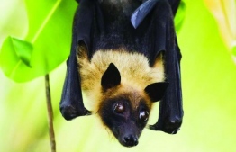 Fruit bats are the natural hosts of the Nipah virus.