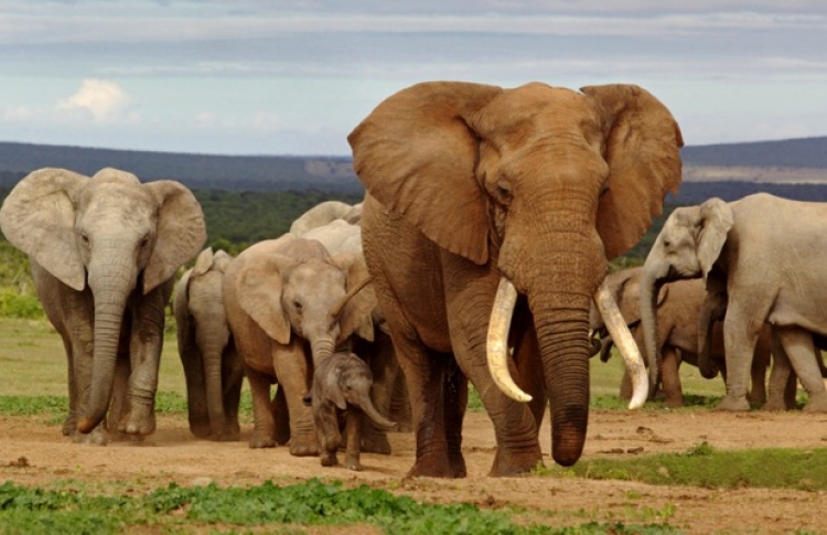 އެތުގެ އެކުވެރިންގެ ވާހަކަ އާއި އިބުރަތްތައް 1