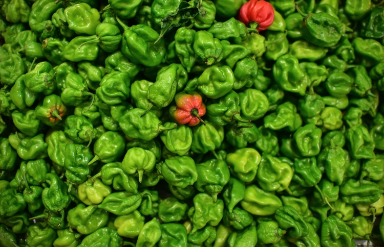 މާރުކޭޓުން ކަނޑޫދޫ މިރުސް "ގެއްލިއްޖެ!"