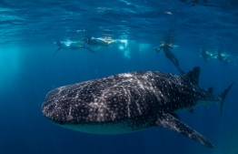 The majestic whale sharks which can be spotted all year around near Dhigurah. PHOTO: ISLAND DIVE CENTER