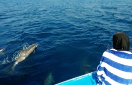 A pod of Dolphins surrounded our boat during the snorkeling trip. PHOTO/THE EDITION/HAWWA AMAANY ABDULLA