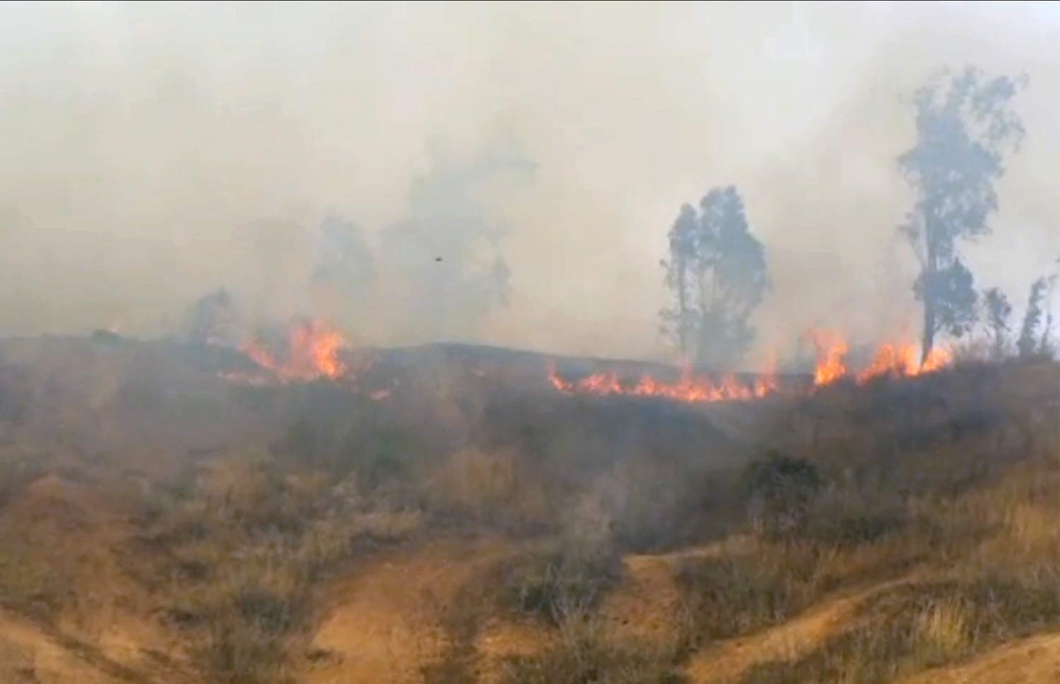 އަލިފާން ރޯކޮށްފައި ފޮނުވާ ގުޑިތަކުގެ ސަބަބުން އިޒްރޭލުގެ ގޮވާން ދަނޑެއްގައި ރޯވެފައި.