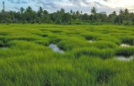 One of the nature parks in Fuvahmulah. PHOTO/SIPPE