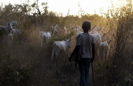 The conflict in Nigeria's Plateau State is being played out over huge swathes of West Africa between herders and farmers. PHOTO: DEUTSCHE WELLE