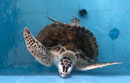 Turtle sustaining long-term injuries due to human pollution, now kept at rehabilitation centre till it can find a forever home. PHOTO: HAWWA AMAANY ABDULLA / THE EDITION