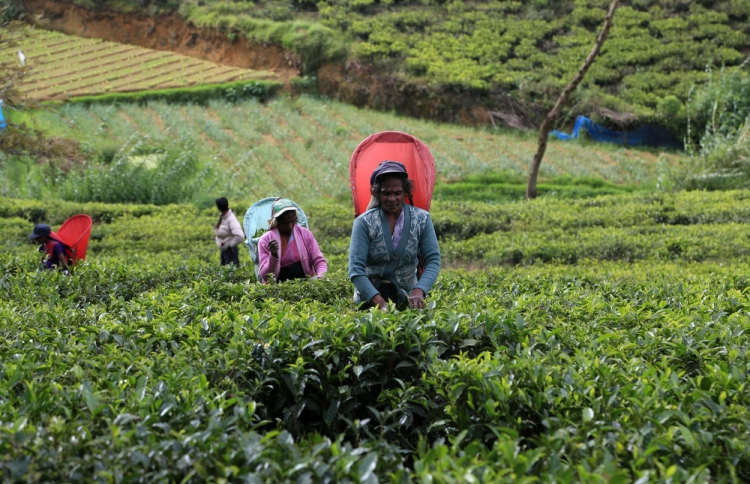 އީރާނުން އެތެރެކުރި ތެލަށް ސައިފަތުން އަގު ދައްކަނީ