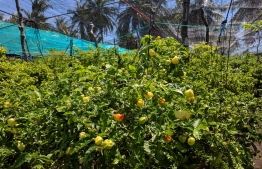 Chilly cultivation in Anhenunfushi, baa atoll