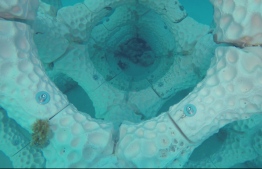 Structures built underwater using 3D printing technology for growing corals and building artificial reefs. PHOTO: SUMMER ISLAND RESORT