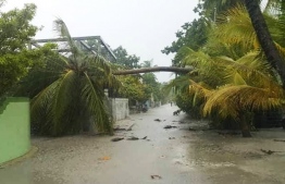 A fallen palm tree in the wake of a tornado in Dh.Bandidhoo -