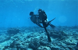 During the dive to the Tiger's Zoo - a special tiger shark dive site in Fuvahmuah. PHOTO: FUVAHMULAH DIVE SCHOOL