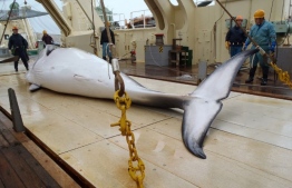 Whaling continues although consumption of whale meat has been reportedly declining in Japan. PHOTO: AFP Photo/Institute of Cetacean Research.