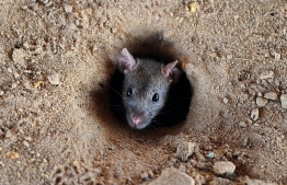 (FILES) In this file photo taken on July 28, 2015 an Indian rat looks out of a hole in the ground in Allahabad.
Indian authorities in the southern state of Kerala said September 4 that "rat fever" and other diseases have killed 14 people in the wake of the worst floods in almost a century.
 / AFP PHOTO / Sanjay Kanojia