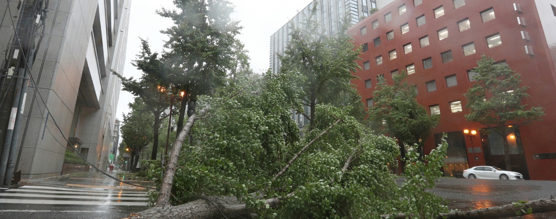 ޖަޕާން- ސެޕްޓެމްބަރު 5، 2018: ޖަޕާނަށް އެރި ބާރުގަދަ ތޫފާނުގައި އޮސާކާ އިން ގަސްތައް ވެއްޓިފައި. --ފޮޓޯ:އޭއެފްޕީ