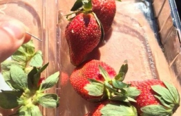 Sewing needles have been inserted inside strawberries in Australia