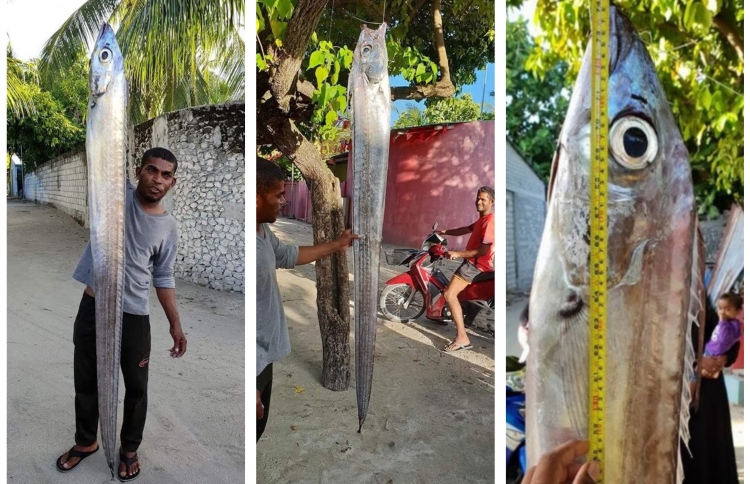 ތަފާތު މަހެއް، ދިގުމިނުގައި ހަ ފޫޓު!