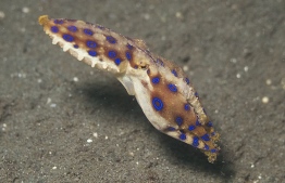 The fatally poisonous Blue-ringed Octopus affectionately called BRO. PHOTO/ ELIAS LEVY