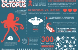 Key facts about the Cephalopo of the day! IMAGE: INFOGRAPHIC / AQUA.ORG