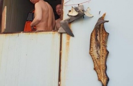 Some of the bridge constructions workers from China were seen finning shark. Some of which can be seen hung outside to dry. PHOTO: MOHAMED SAMAH / FACEBOOK