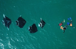 Manta rays and snorkelers.-- Photo: Manta Trust