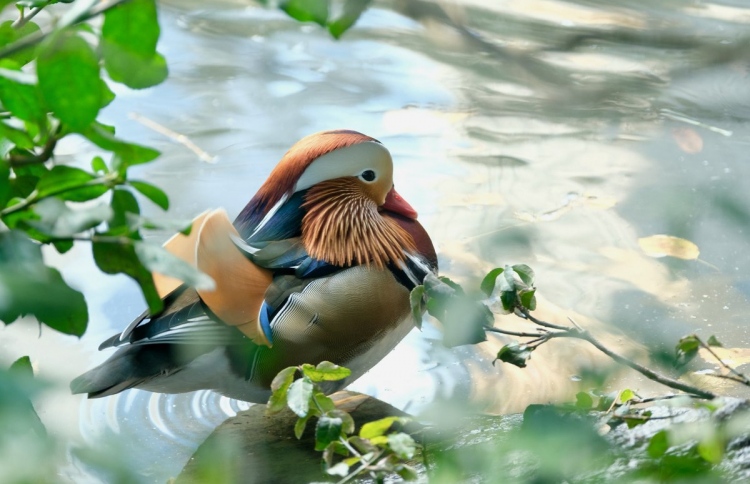 އެމެރިކާގެ ސަމާލުކަން މި ރީތި ދޫންޏަށް