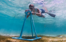 A marine biologist carries out a seagrass survey as part of the team’s research to understand what species inhabit the resort’s surrounding meadows. PHOTO/SIX SENSES LAAMU