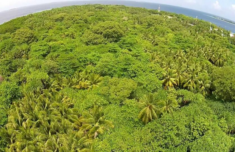 ފައިނުގައި އެއާޕޯޓް ހަދަން 5000 ގަސް ކަނޑަންޖެހޭ