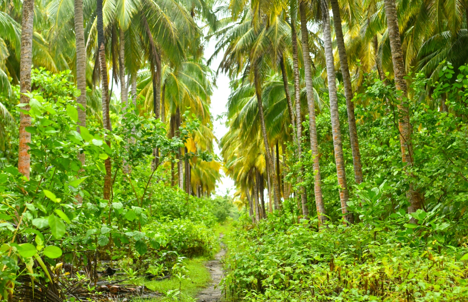 ފެހިކަން ގަދަ ލ. ބަރެސްދޫ: ރުއް ވިއްކަން ހާއްސަ ނާސަރީތަކެއް އުފައްދަން ވަނީ ނިންމާފައި -- ފޮޓޯ: ހައްވާ އަމާނީ އަބްދުﷲ/ ދި އެޑިޝަން