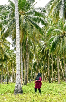 Palm tree groves off the highway of Laamu Link Road encapsulate the stunning beauty of this iconic causeway. PHOTO: HAWWA AMANY ABDULLA / THE EDITION
