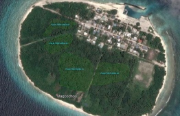 The allocated areas for coconut palm removal at Magoodhoo, Noonu Atoll. PHOTO: MIHAARU