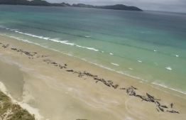 This handout photo taken and released on November 26, 2018 from the New Zealand Department of Conservation shows dead pilot whales on a remote beach on Stewart Island in the far south of New Zealand. - Up to 145 pilot whales have died in a mass stranding on a remote part of a small New Zealand island, authorities said on November 26. (Photo by Handout / New Zealand Department of Conservation / AFP) / 