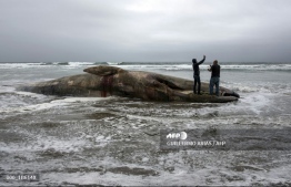 Men stand on a beached whale found dead in Rosarito, Baja California State, Mexico, on May 21, 2018. PHOTO: AFP