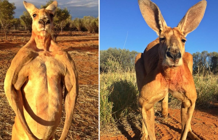 އޮސްޓްރޭލިއާގެ ބިޔަ ކެންގަރޫ "ރޮޖާ" މަރުވެއްޖެ