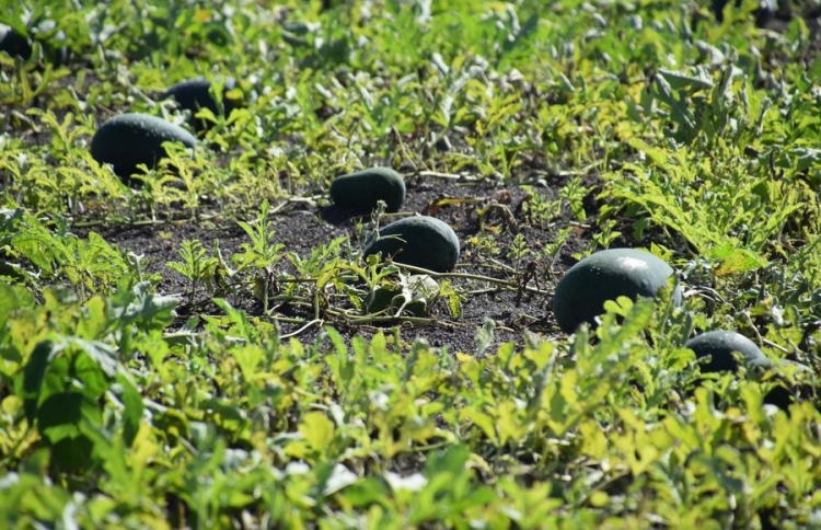 ޕެސްޓިސައިޑް ބޭނުންކުރުމާ ބެހޭ ބިލެއް މަޖިލިހަށް