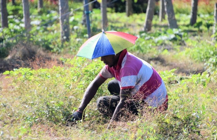 ދަނޑުވެރިކަމުގެ ތަކެތިން ޑިއުޓީ ކަނޑާލަން ފާސްކޮށްފި