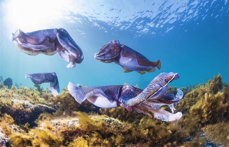 ތުތިބޯވަދިލަމަހުގެ މަސްވެރިކަންކުރާ ސާމާނު ދޫކުރަނީ