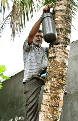 Ali Abdurrahman climbing the coconut palm to collect toddy. PHOTO: HAWWA AMAANY ABDULLA/THE EDITION