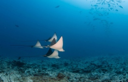 Eagle rays are frequent visitors at the gorgeous house reef of Six Senses Laamu. PHOTO/SIX SENSES LAAMU