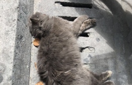 A dead cat on a street in Male'.