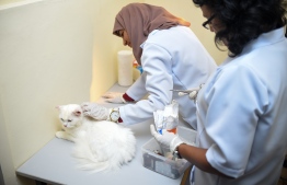 Cat being treated at the Veterinary clinic. PHOTO: AHMED NISHAATH/ MIHAARU