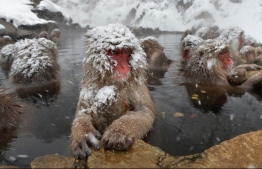 This picture taken on December 10, 2012 shows Japanese macaques, commonly referred to as "snow" monkeys, taking an open-air hot spring bath, or "onsen", at the Jigokudani (Hell's Valley) Monkey Park in the town of Yamanouchi, Nagano prefecture. - A relaxing soak in a hot tub is a time-honoured stress reliever but the advantages are not confined to humans -- with monkeys also benefiting from spa time, researchers in Japan said on April 4, 2018. (Photo by Kazuhiro NOGI / AFP)