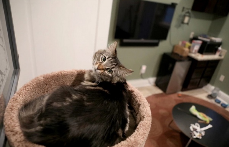 ބުޅަލުގެ އެޕާޓްމަންޓަށް މަހު ކުއްޔަށް 1،500 ޑޮލަރު